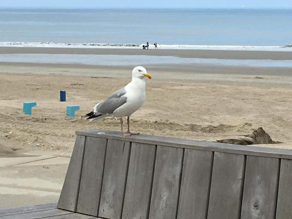 Appartementen STRANDHUYS en DE VUURTOREN - Resort Amelander Kaap met Terras en Gratis Verwarmd Binnen ZWEMBAD Hollum  Exterior foto